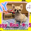 Doggy Box★5月