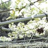 純白ナシの花満開　氷川町