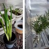 窓際菜園記③｜リボベジはじめました