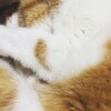 猫写真(動画)♯388