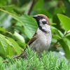 ◆スズメですが満足！（自宅で鳥撮り）