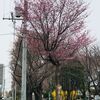 白石サイクリングロード桜満開？から天寿庵へ