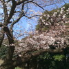 うちの近くの桜