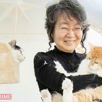 東京キャットガーディアンで死亡した猫たちの悲しい末路 Npo法人東京キャットガーディアン告発サイト