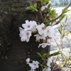 PHOTO：桜２