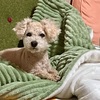 犬　14歳