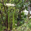 白のヒガンバナ咲き始める
