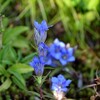 西應寺庭園その４