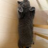 社長、島コテツ213(コテツ　猫　2歳)