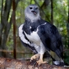 ベリーズ　動物園のハーピーイーグルたち