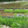第一通年湛水の田植え、、、いちお、完了！