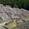 鮎川の千本桜その１