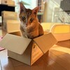 【四コママンガ】トコジラミはカメムシの仲間だって