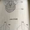 歯槽膿漏と肺の関係②