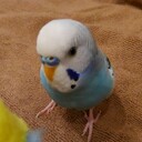 インコのぴこ太郎ちゃん