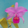 Cattleya trianae f.rubra `Coral Stone' 