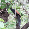 アフリカバンケンかも （マダガスカルの鳥）