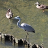 鳥撮散歩　ネタ切れかぁ💦、アオサギとカルガモ