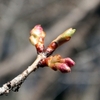 桜開花間近　日和田山の早咲き桜