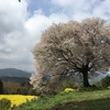 馬場の山桜（佐賀県武雄市武内町）～菜の花畑の中の樹齢120年の一本桜