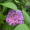 もうアジサイの花が。。。