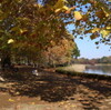 昭和記念公園に行って、紅葉を満喫した