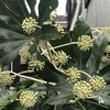 八つ手