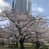 ３月３０日の売買と旧芝離宮恩賜庭園の桜、竹芝埠頭の東海汽船