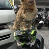 ヘルメット猫ちゃん