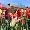 【オランダ】キューケンホフ公園にチューリップを見に行ってきた