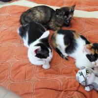 猫のアンテナ