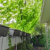 グリーンカーテン(2024)！