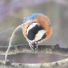 今日の野鳥さん達