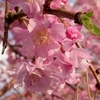  桜8