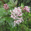 10 月17日誕生日の花と花言葉 歌句