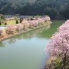 ２０２５桜を見る ～ 平成榛原子供のもり公園