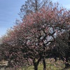 京都府立植物園  、「京・錦 おばん菜ビュッフェ ひなたや」