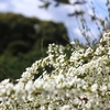 3月末の植物園