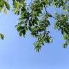 午前中の時間指定