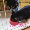 人も犬も同じ反応