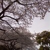 オタどんの好きな東都の桜