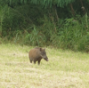 しっぽが可愛い動物たち