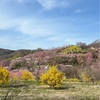 お花見ドライブ③