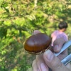 栗の見分けと答案の見分け