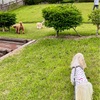 雨に濡れてモジャモジャに