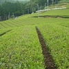 8月のお茶づくり　まとめ編