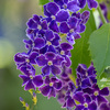 デュランタ（Duranta）という藤色の花