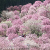 高見の郷千本桜、佛隆寺千年桜、石舞台