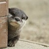 柏のひょっこりさん捕まる。。