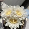 海王丸の花